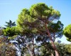 деревья Крымских парков