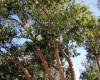 деревья и кустарники южнобережных Крымских парков