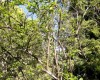 деревья и кустарники южнобережных Крымских парков