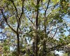 Японское бумажное дерево