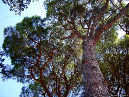 деревья Крымских парков