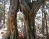 можжевельники Крыма,1000 летний можжевельник,реликтовые деревья Крыма,