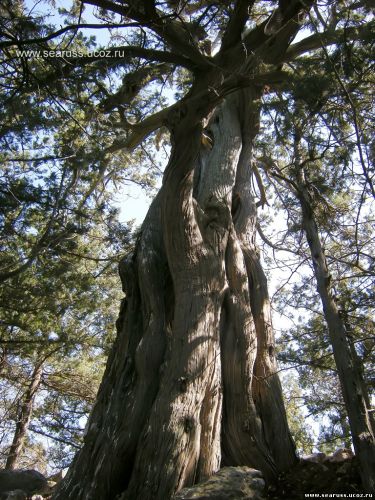 можжевельники Крыма,1000 летний можжевельник,реликтовые деревья Крыма,