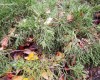 Можжевельник казацкий Juniperus sabina