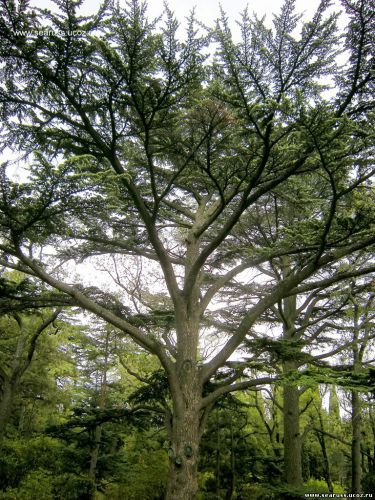 Кедр Ливанский Cedrus Libani